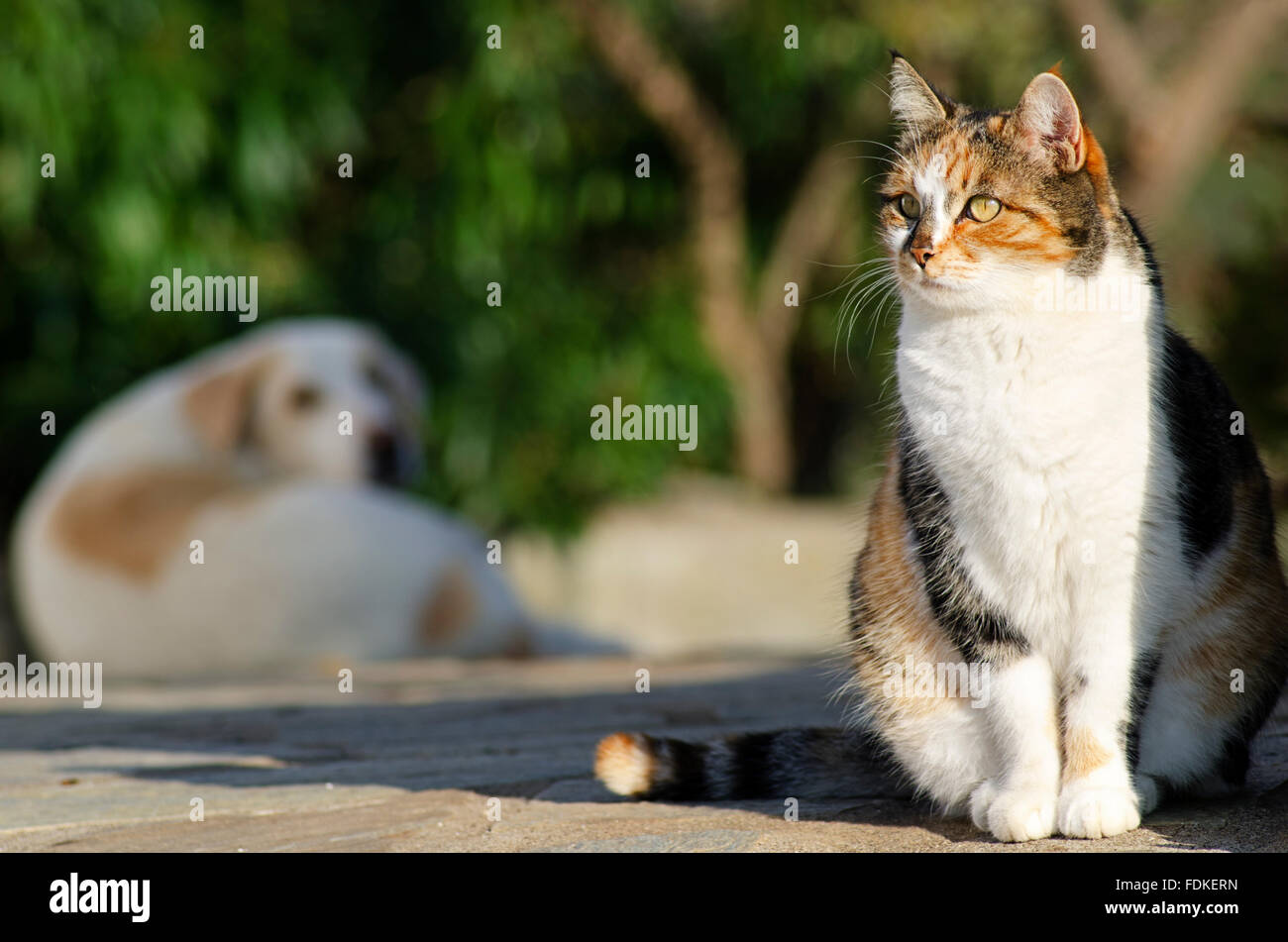 Cat and dog sitting outdoors (with focus on cat) Stock Photo
