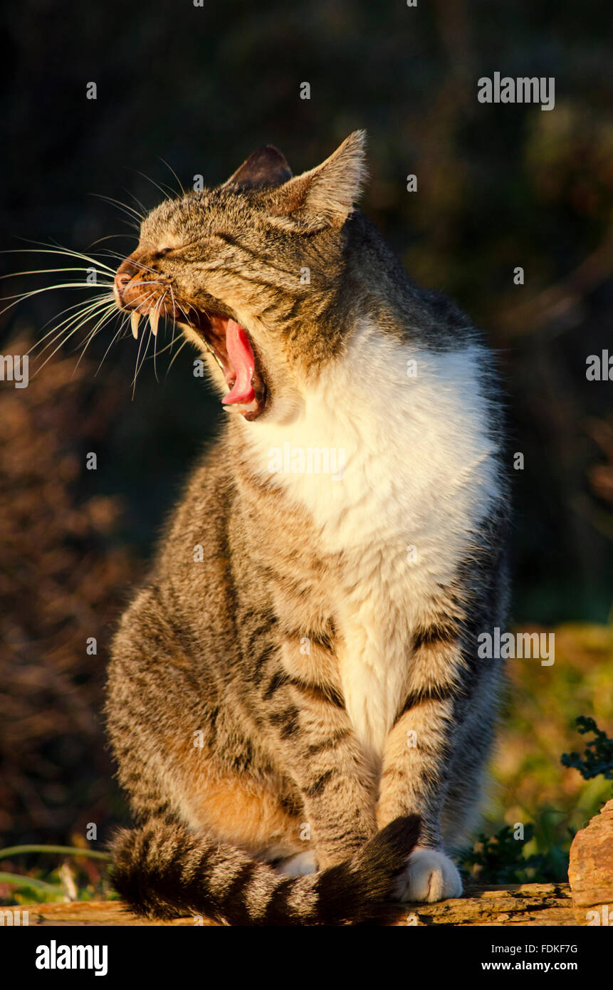 Portrait of a yawning cat Stock Photo