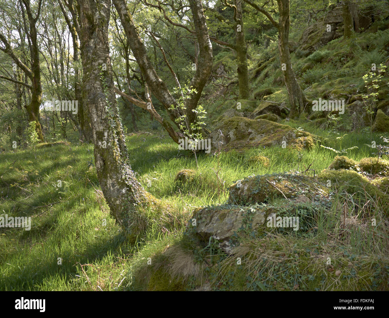 Trees on Llyndy Isaf, an estate of 600 acres in Snowdonia, in the Nant Gwynant valley near Beddgelert, Gwynedd, Wales. Stock Photo