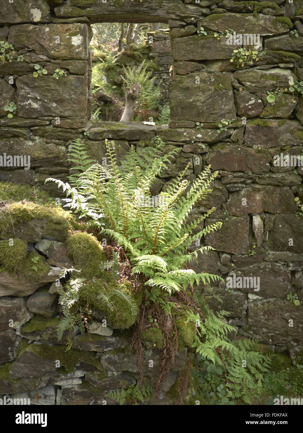 Ferns growing on a ruined building on Llyndy Isaf, an estate of 600 acres in Snowdonia, in the Nant Gwynant valley near Beddgelert, Gwynedd, Wales. Stock Photo