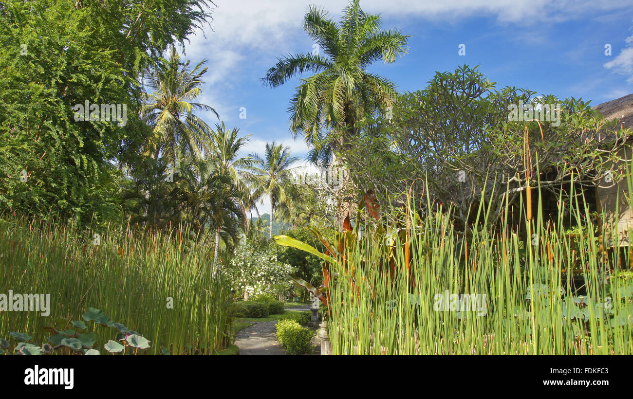 Palm trees tropical plants hi-res stock photography and images - Alamy