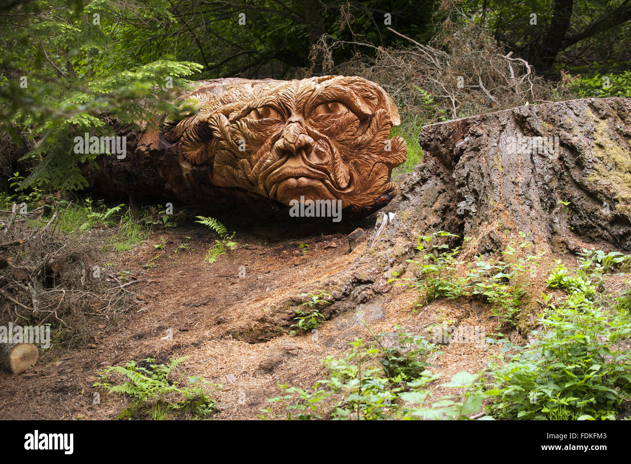 Carved, felled tree trunk at Cragside, Northumberland Stock Photo - Alamy