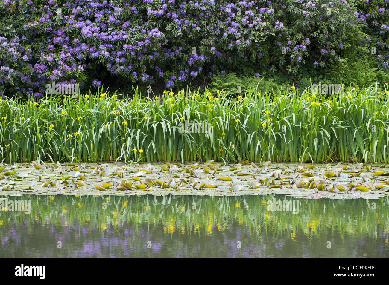 The pool with yellow flag irises, and purple azaleas in the Rhododendron Ground in June at Biddulph Grange Garden, Staffordshire. Stock Photo