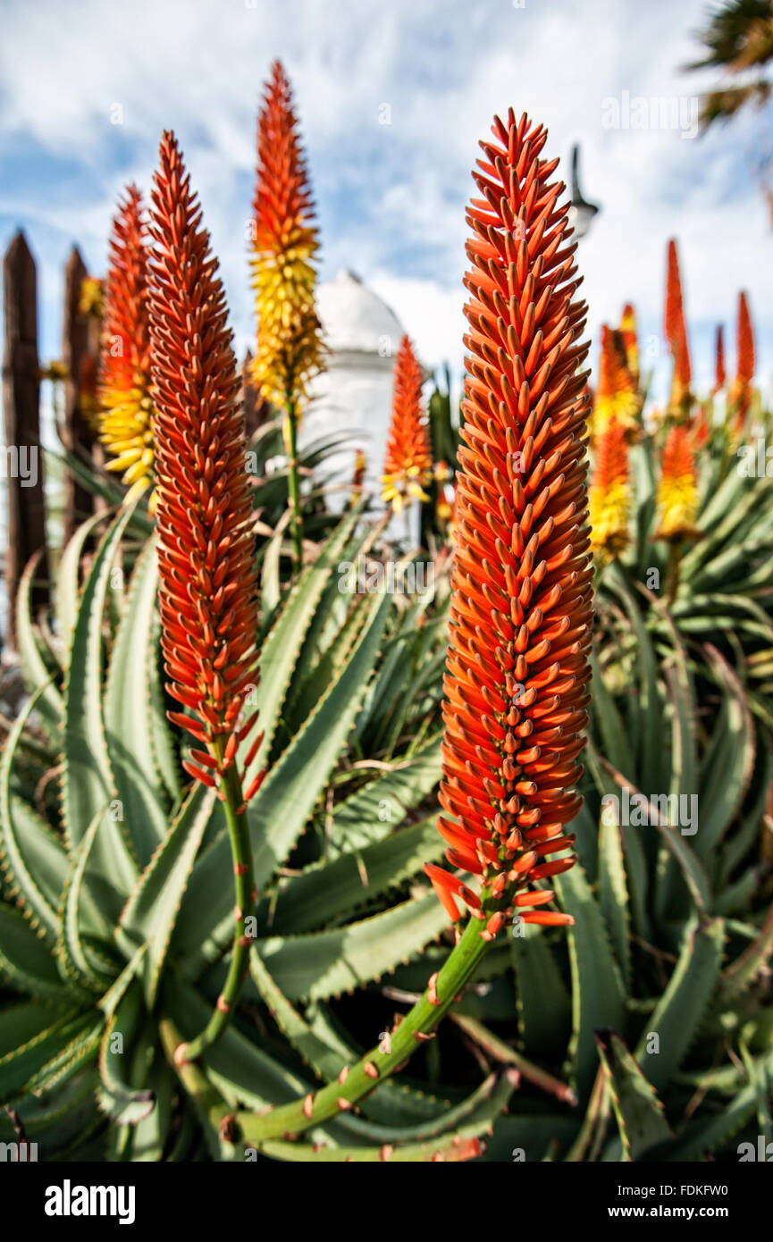 Aloe vera in bloom, Puerto de la Cruz, Tenerife Stock Photo - Alamy