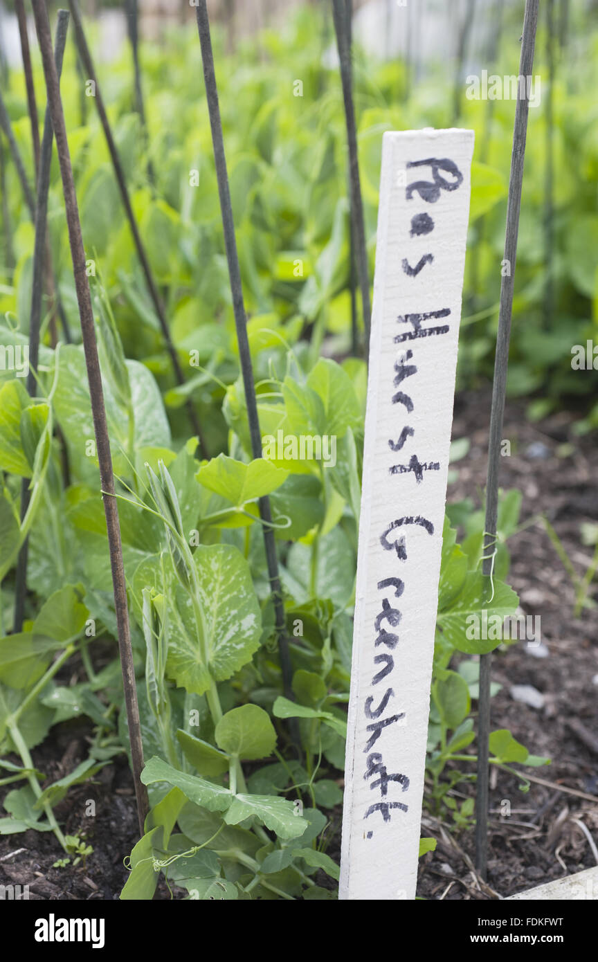 Peas hurst greenshaft hires stock photography and images Alamy