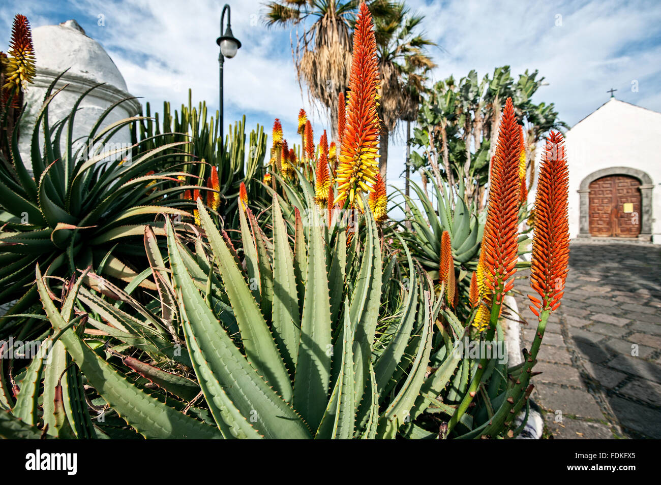 Aloe Vera In Bloom Puerto De La Cruz Tenerife Stock Photo Alamy