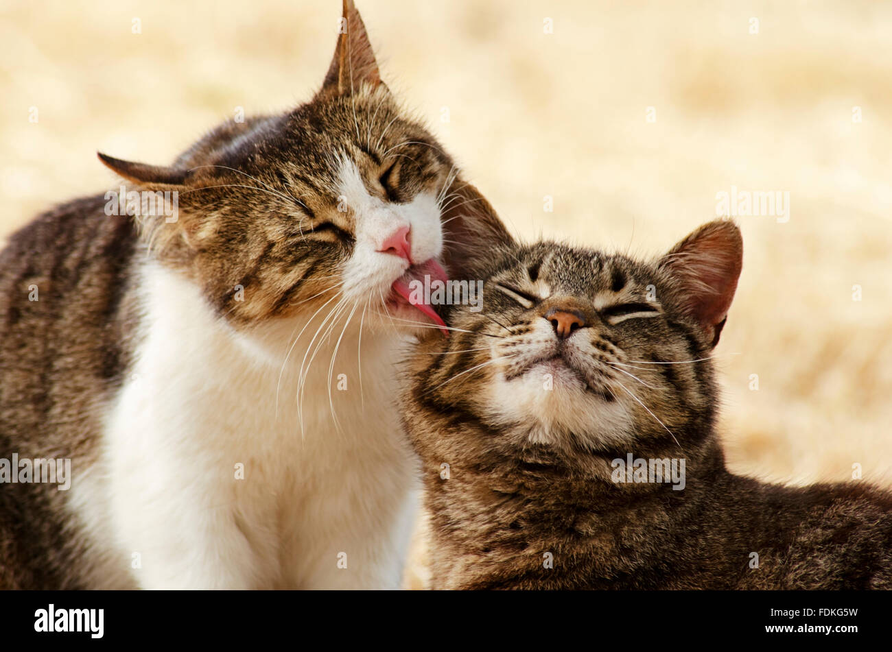 Cat grooming another cat Stock Photo Alamy