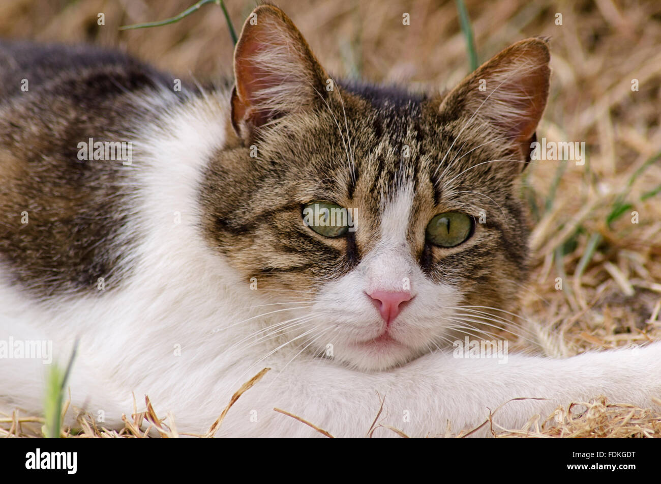 Cat lying in dry grass and looking straight at camera Stock Photo