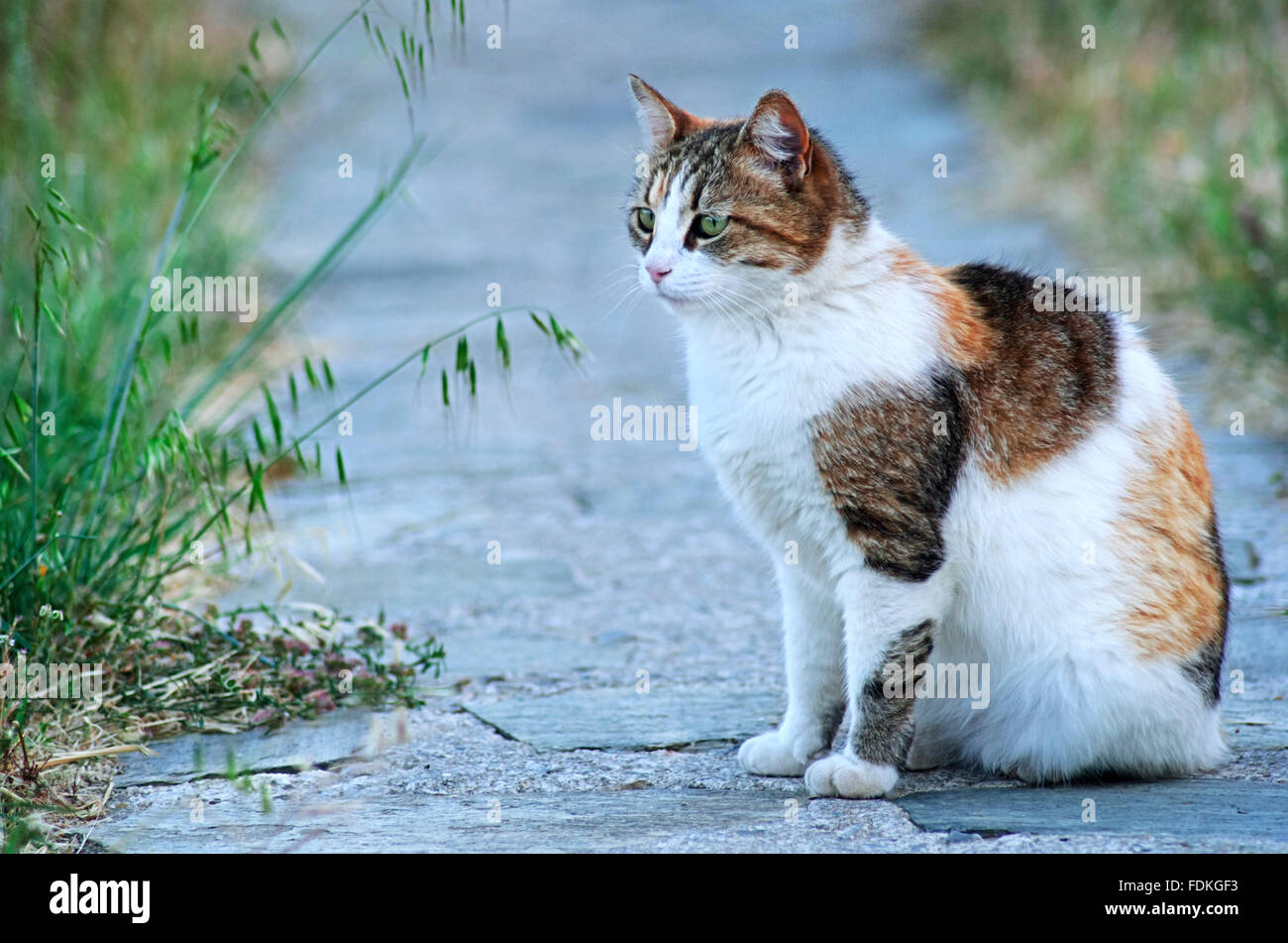 Calico cat sitting outdoors Stock Photo