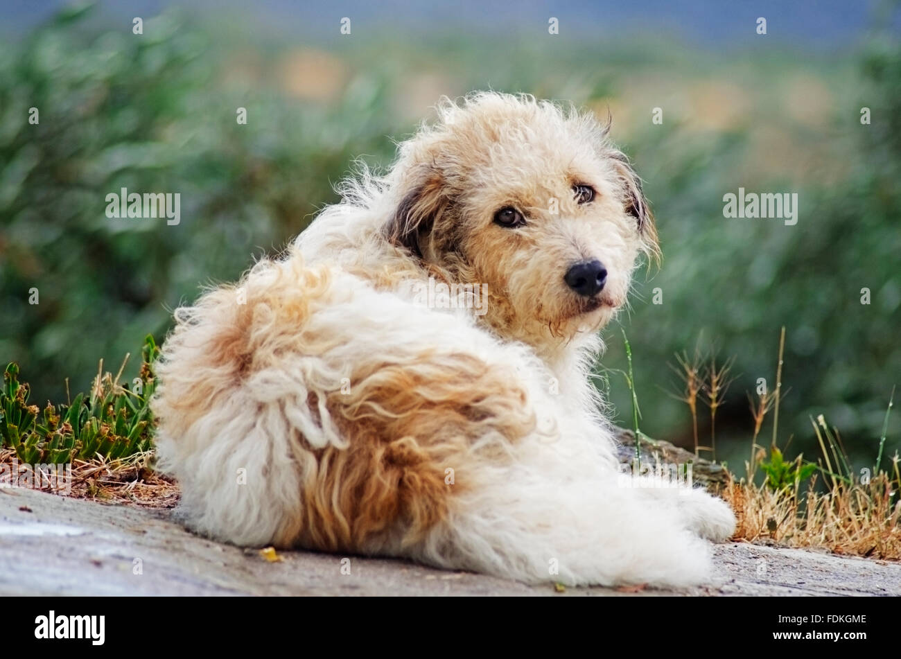 Rear view of a Terrier lying down and looking back at camera Stock Photo