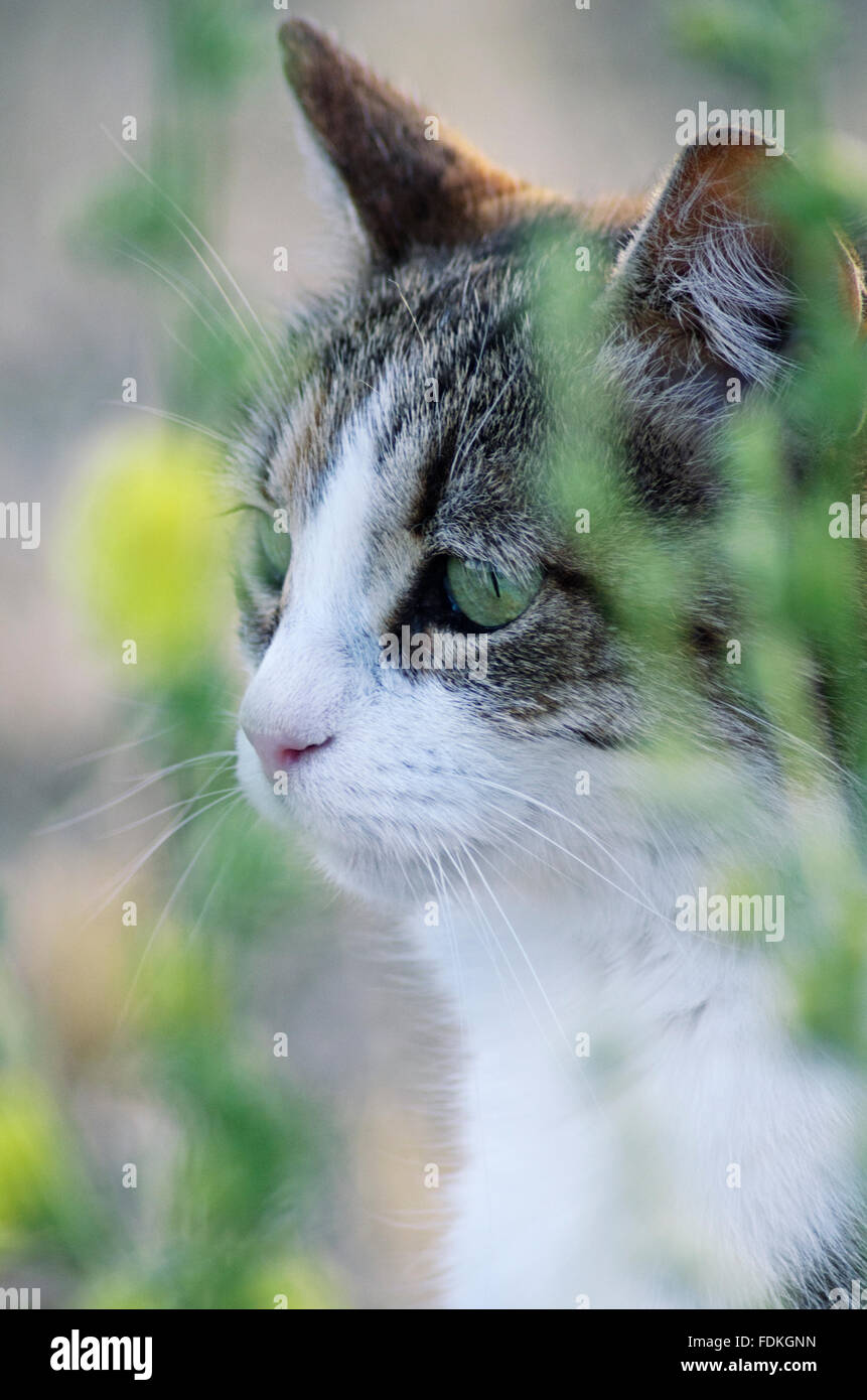 Portrait of a cat sitting between flowers in the garden Stock Photo