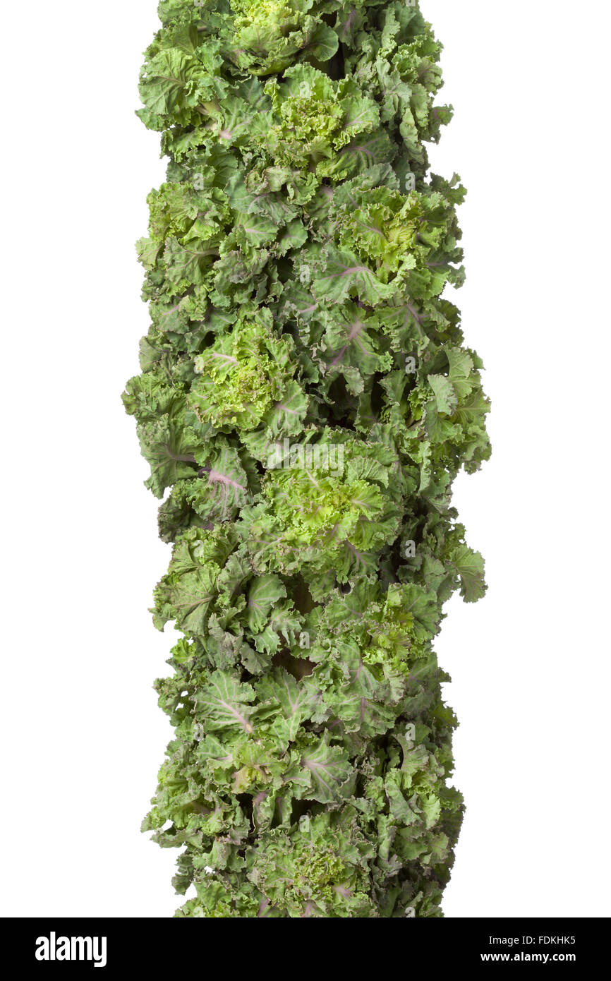 Emily Does Sprouts Have Fresh Flowers Beautiful Bright