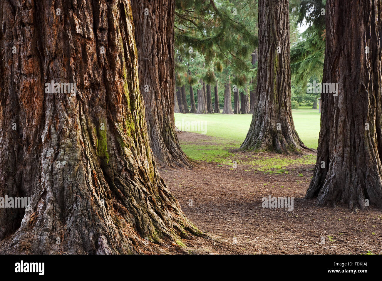 Giant Redwood trees in the country park at Tredegar House, Newport