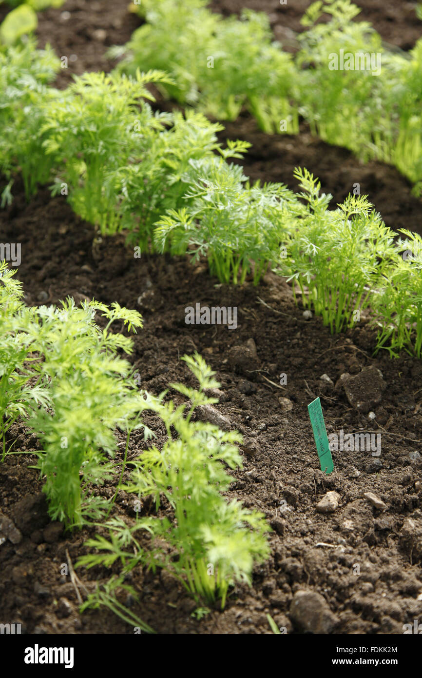 'Autumn King' carrots growing in the recreated Victorian kitchen garden at Avebury Manor