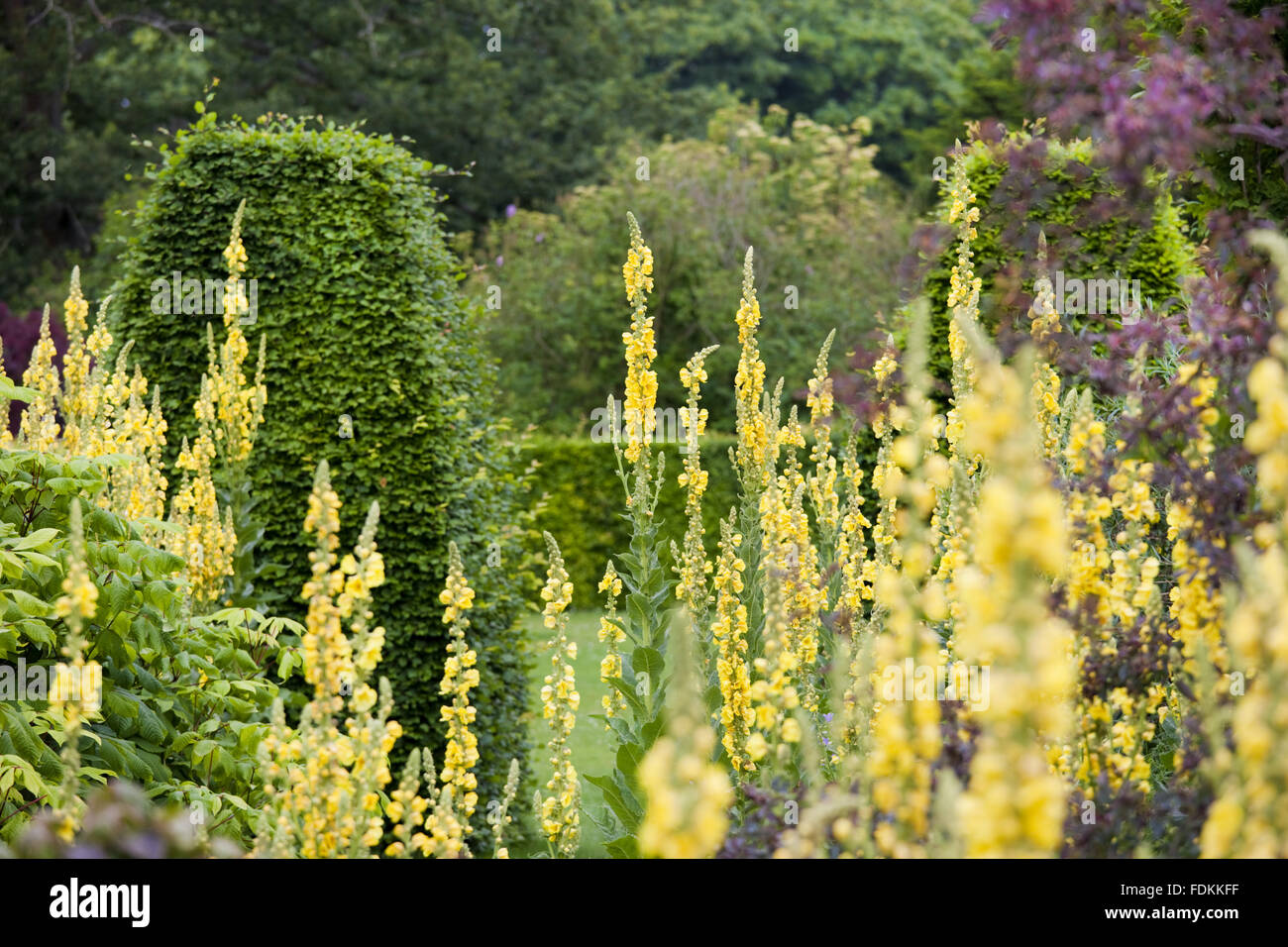 Verbascum olympicum in July at Hinton Ampner, Hampshire. Stock Photo