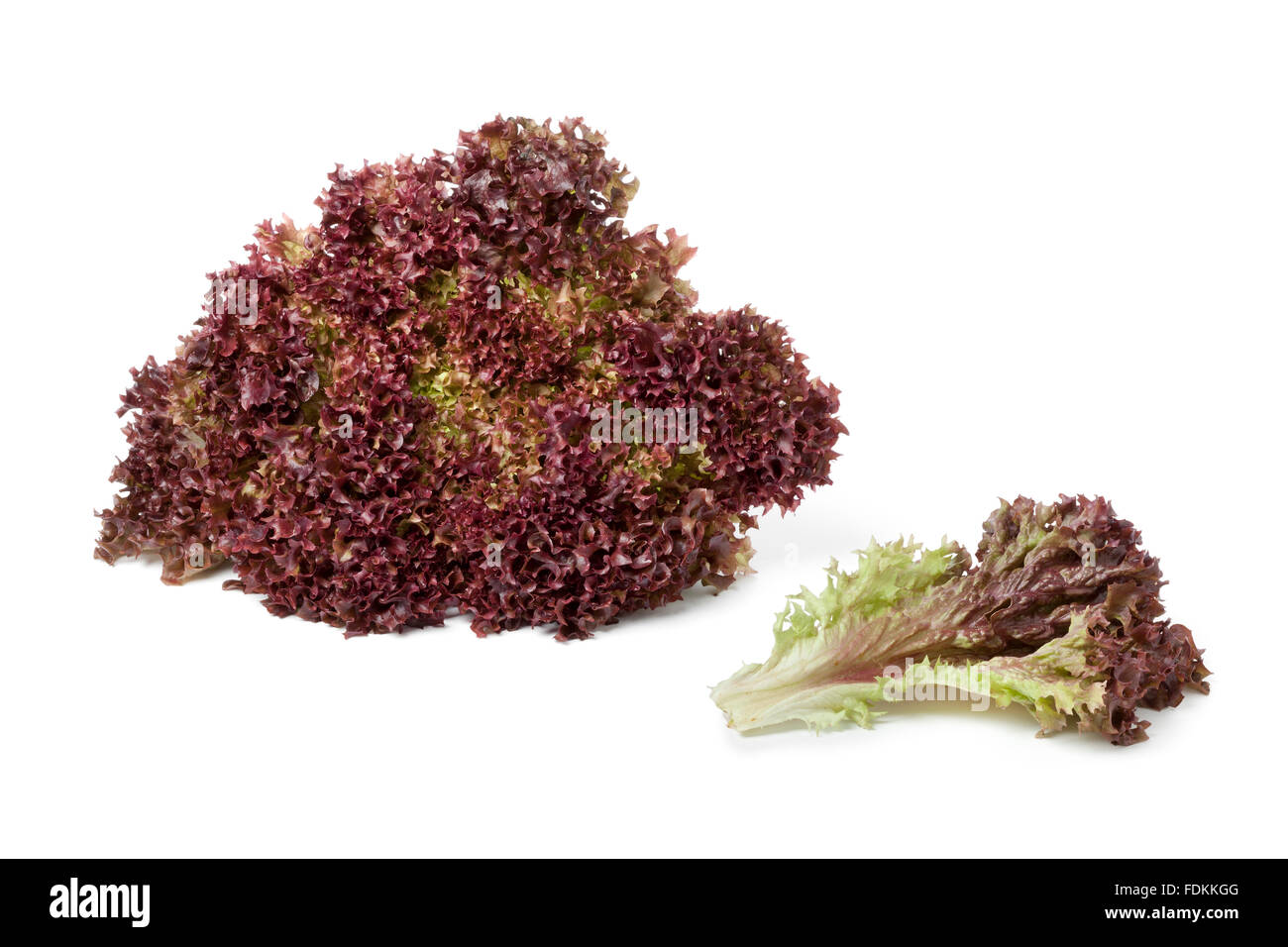 Fresh Lollo Rosso lettuce and a leaf on white background Stock Photo