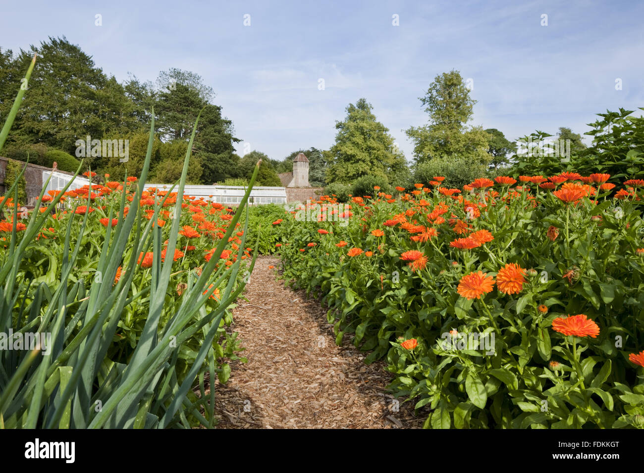The Walled Garden in July at Hinton Ampner, Hampshire Stock Photo Alamy
