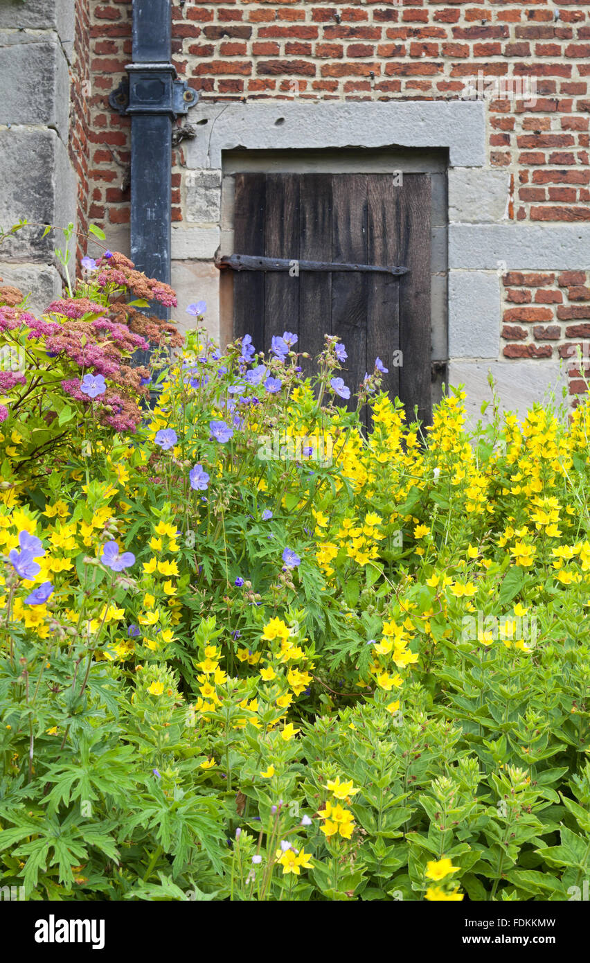 The herb knot garden in July at The Old Manor, Norbury, Derbyshire
