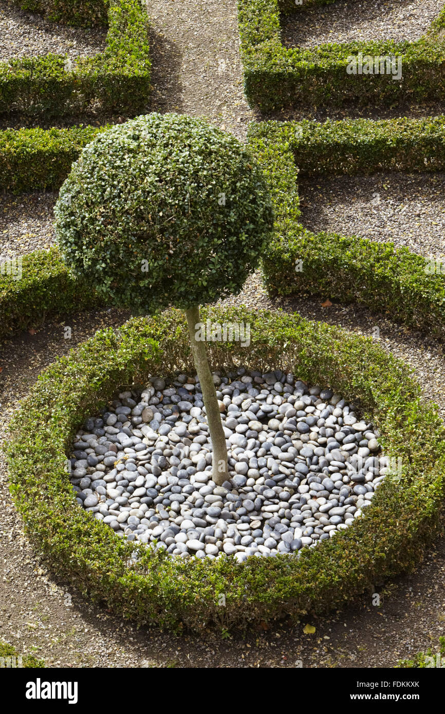 Overhead view of a topiary tree in the Knot Garden at Moseley Old Hall