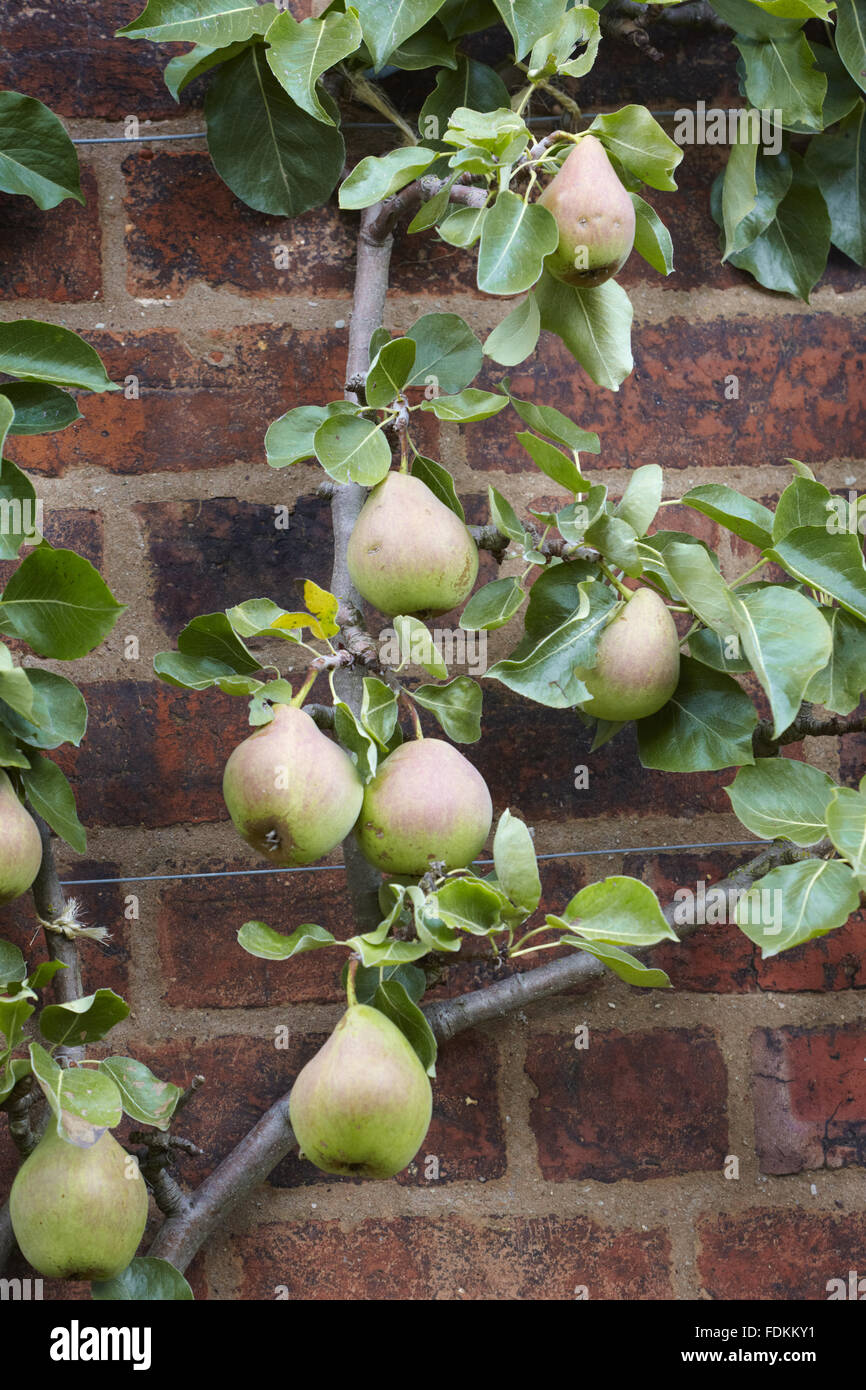 Pears growing against the wall in August at Moseley Old Hall, Staffordshire Stock Photo Alamy
