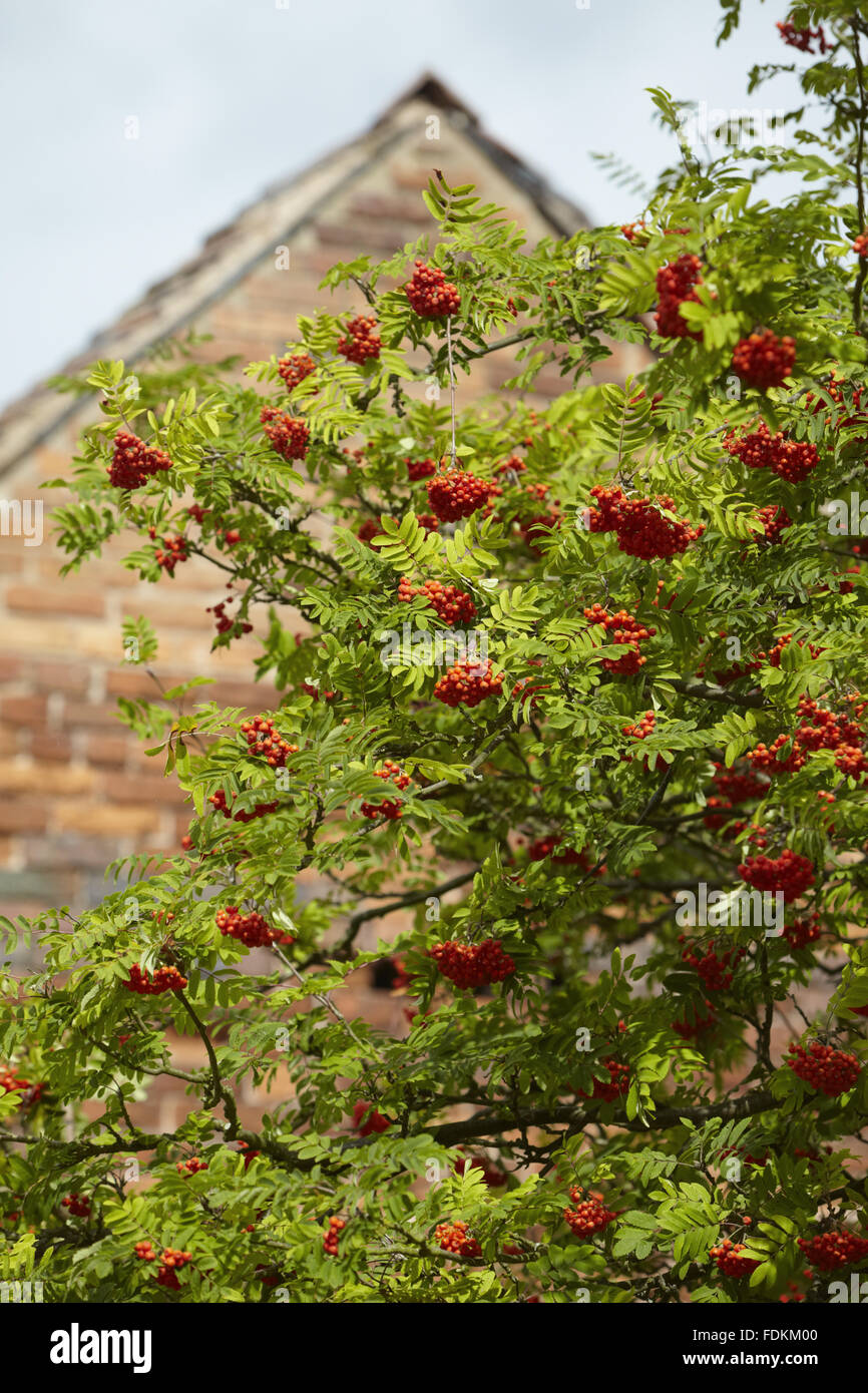 Rowan tree with berries in August at Moseley Old Hall, Staffordshire. Stock Photo