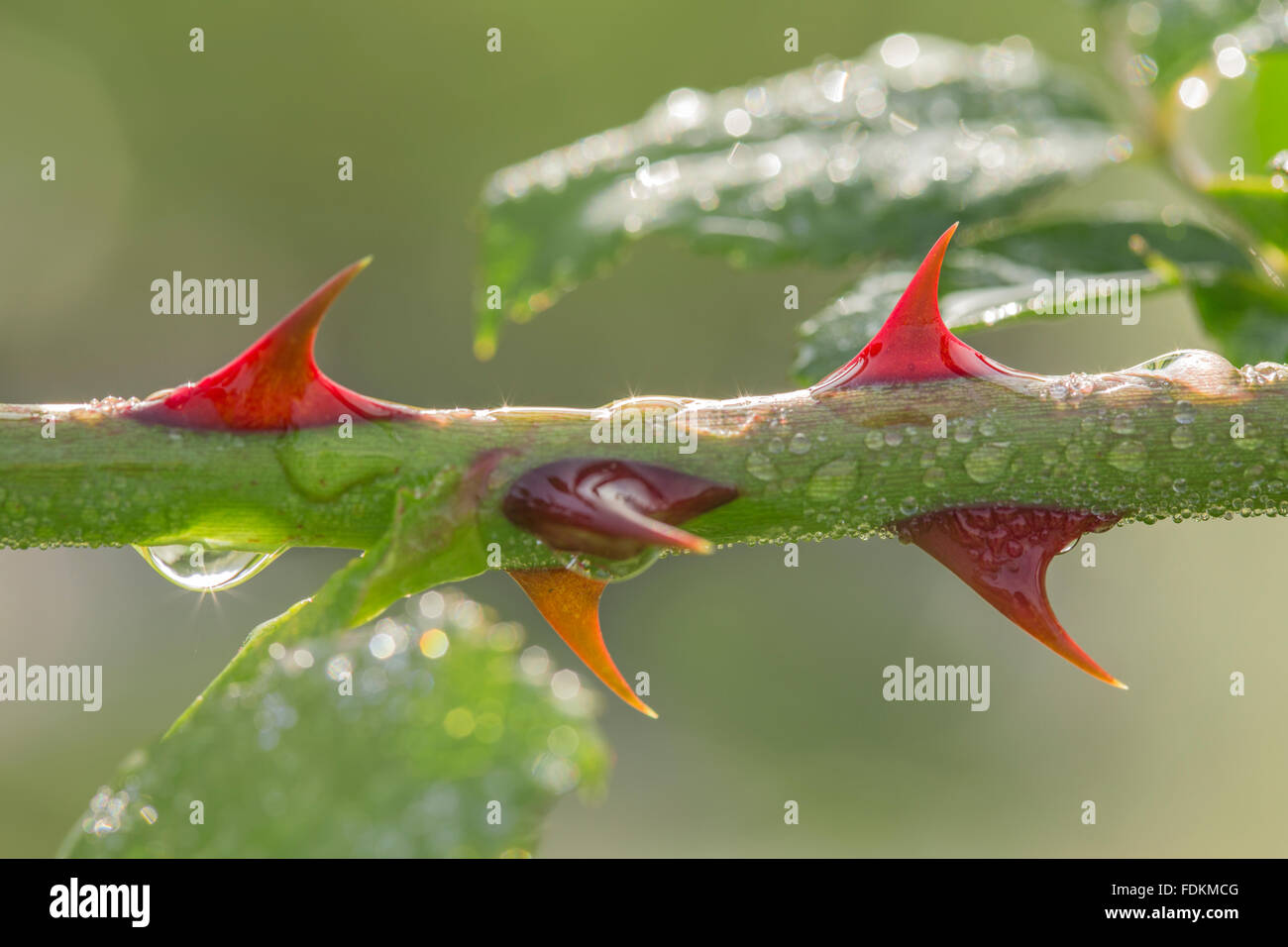 Rose plant thorns hires stock photography and images Alamy
