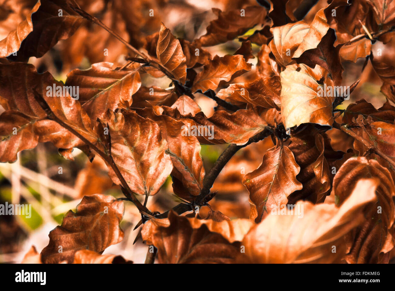 Dead Beech leaves, Fagus sylvatica Stock Photo Alamy
