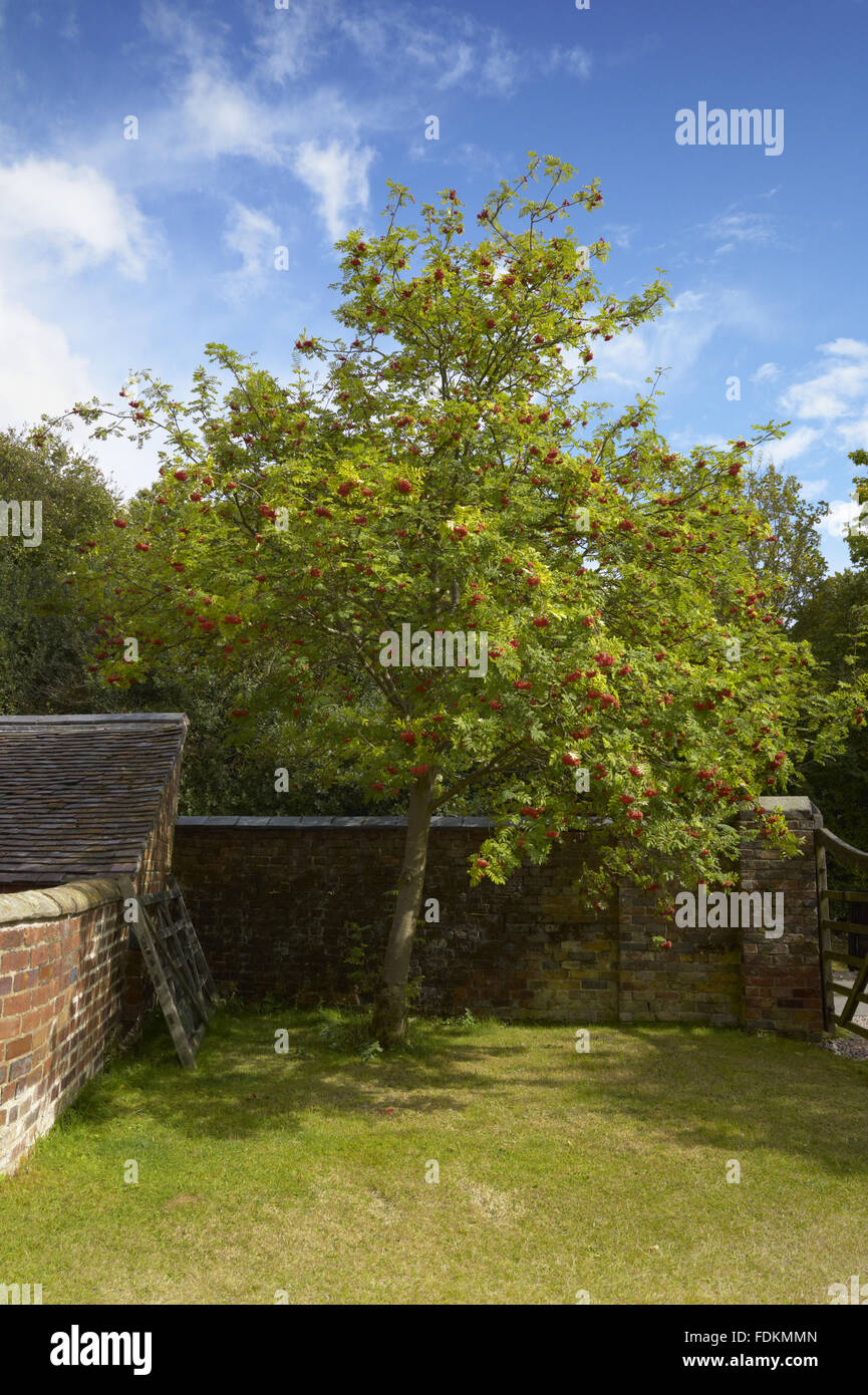 Sorbus berries tree garden uk hires stock photography and images Alamy