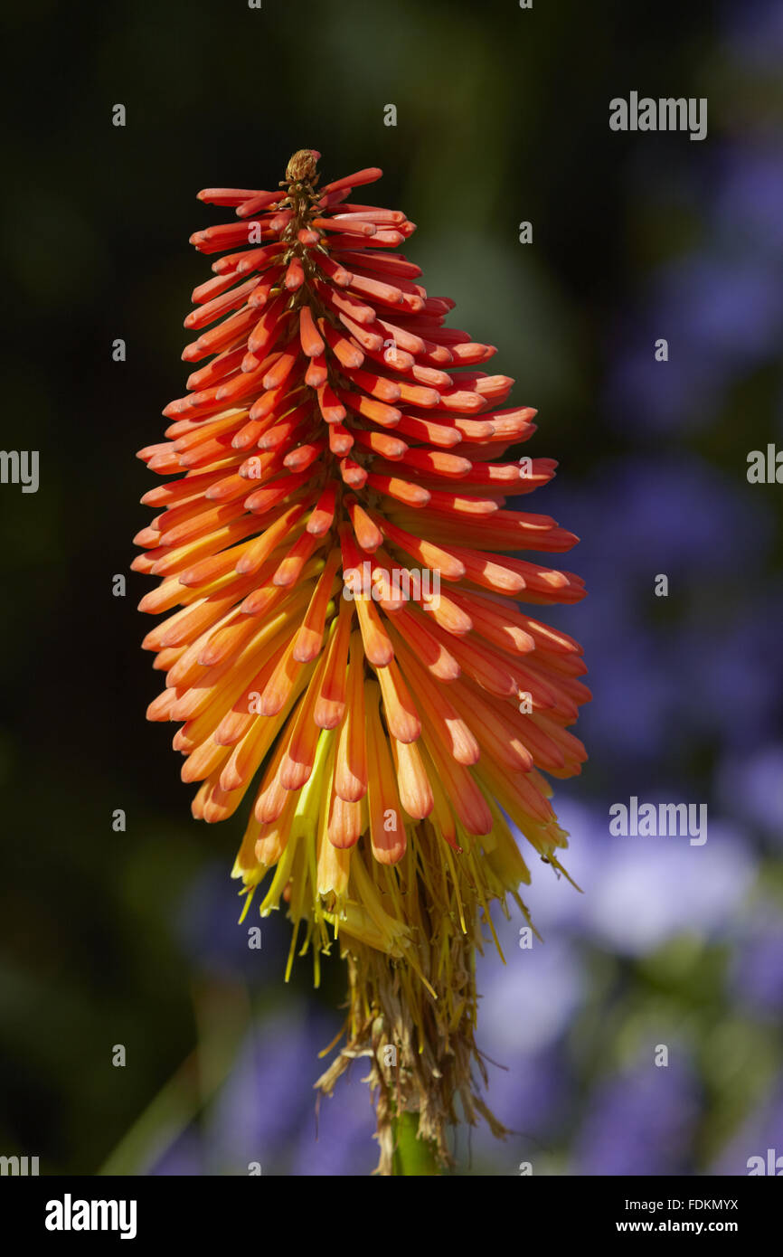 Kniphofia (Red-hot poker) in August at Powis Castle and Garden, Powys. Stock Photo