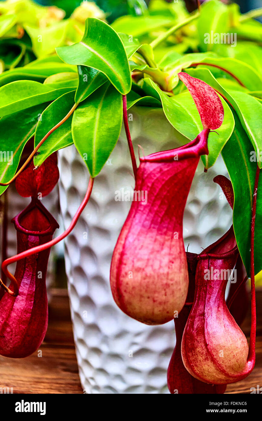 Carnivorous plant - Nepenthes alata Stock Photo