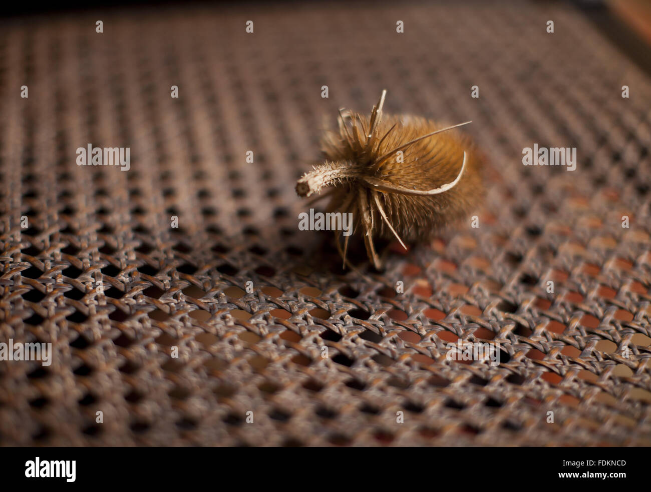 Dried teasel on a chair at Tyntesfield, Somerset. The teasel is a deterrent to anyone sitting on the chair. Stock Photo