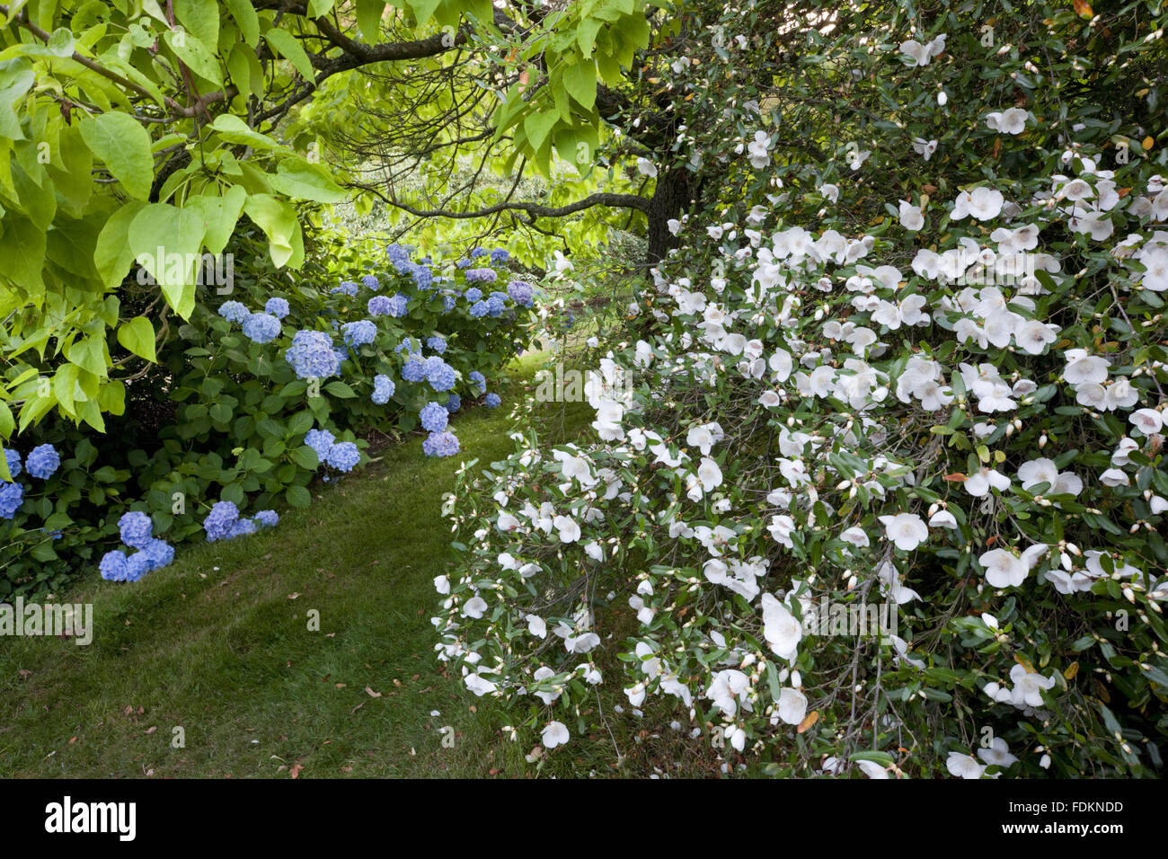 Hydrangea and Eucryphia in August at Emmetts Garden, Kent. Stock Photo