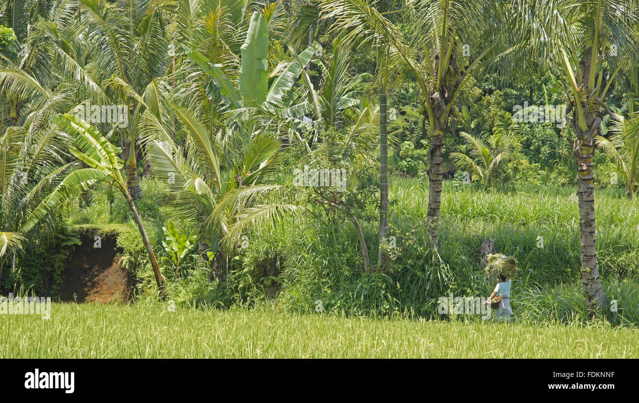 Indonesian rice fields Stock Photo