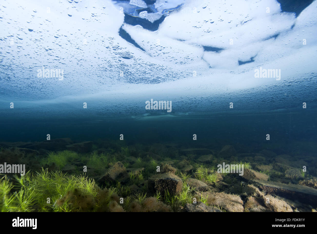 Underwater landscape in a mountain lake with ice, Llyn Idwal, Snowdonia