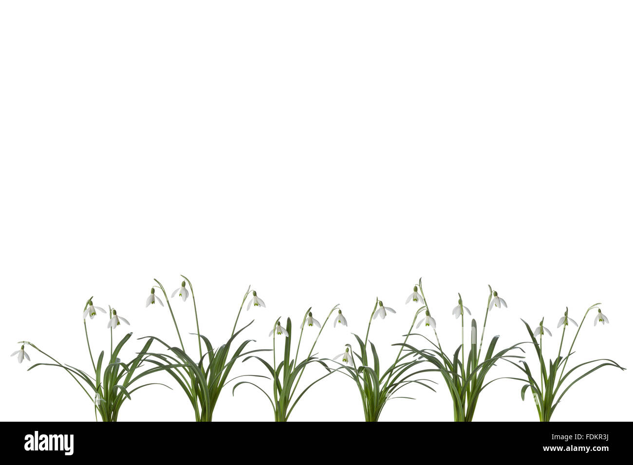Row of Snowdrop flowers on white background with space for text on top of the page Stock Photo