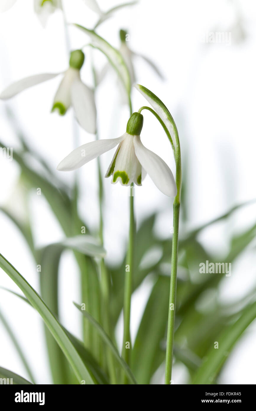 White Snowdrop flower close up Stock Photo