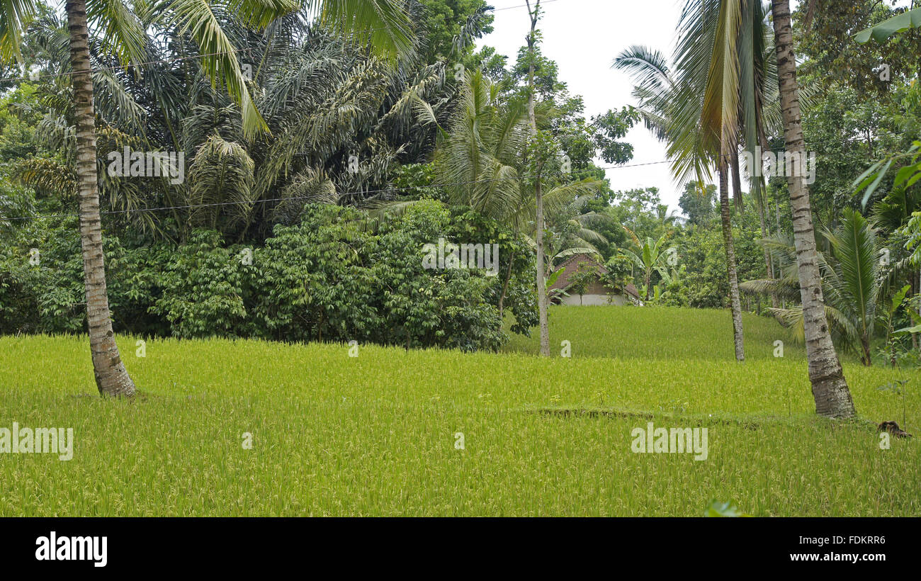 Indonesian rice fields Stock Photo