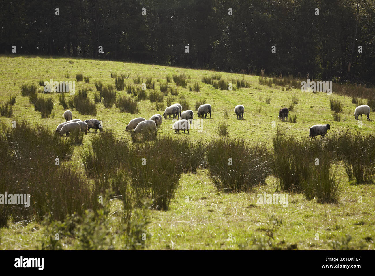 Sheep grazing on the estate at Springhill, County Londonderry. Stock Photo
