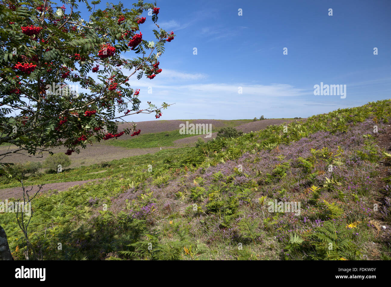 A view over Brogenslade Bottom from Furze Hill, Hampshire, in July