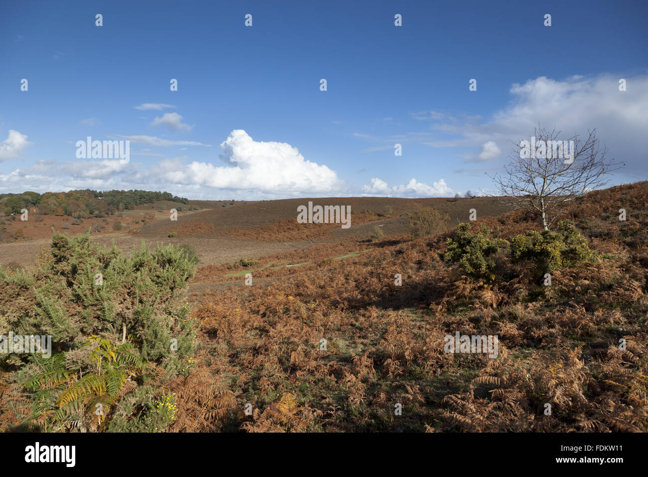 A view over Brogenslade Bottom from Furze Hill, Hampshire, in October