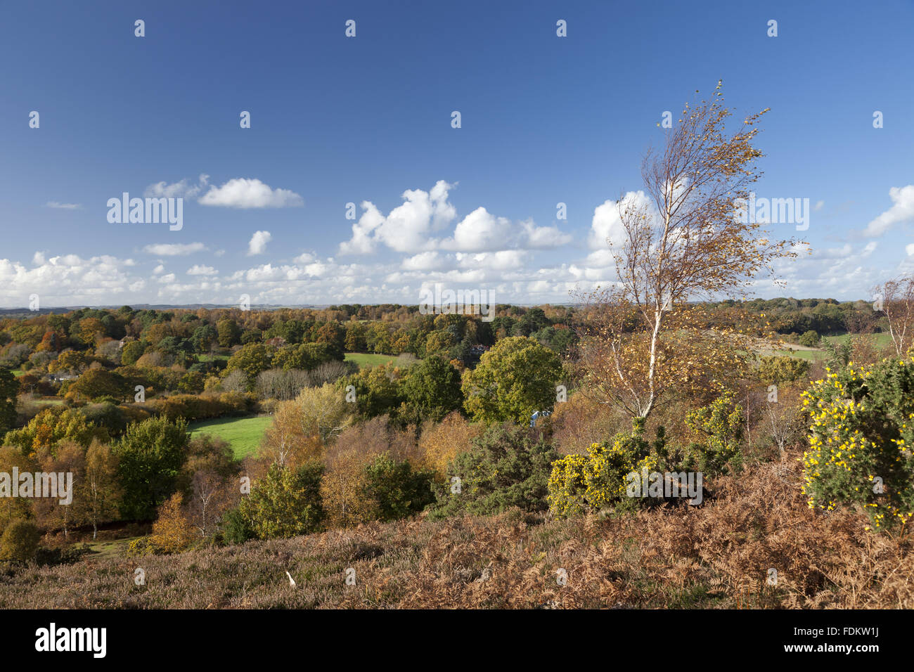View north from Furze Hill, Hampshire, in October Stock Photo Alamy