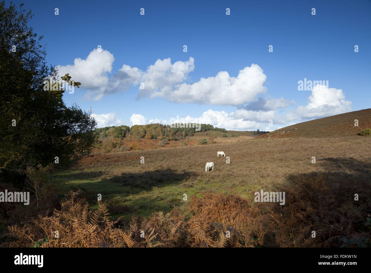 A view in October over Brogenslade Bottom from Furze Hill, Hampshire