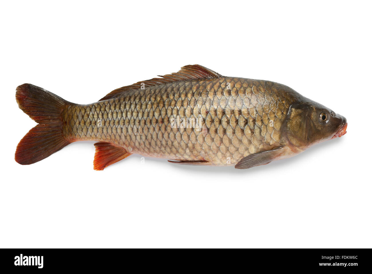 Single fresh whole carp fish at white background Stock Photo Alamy