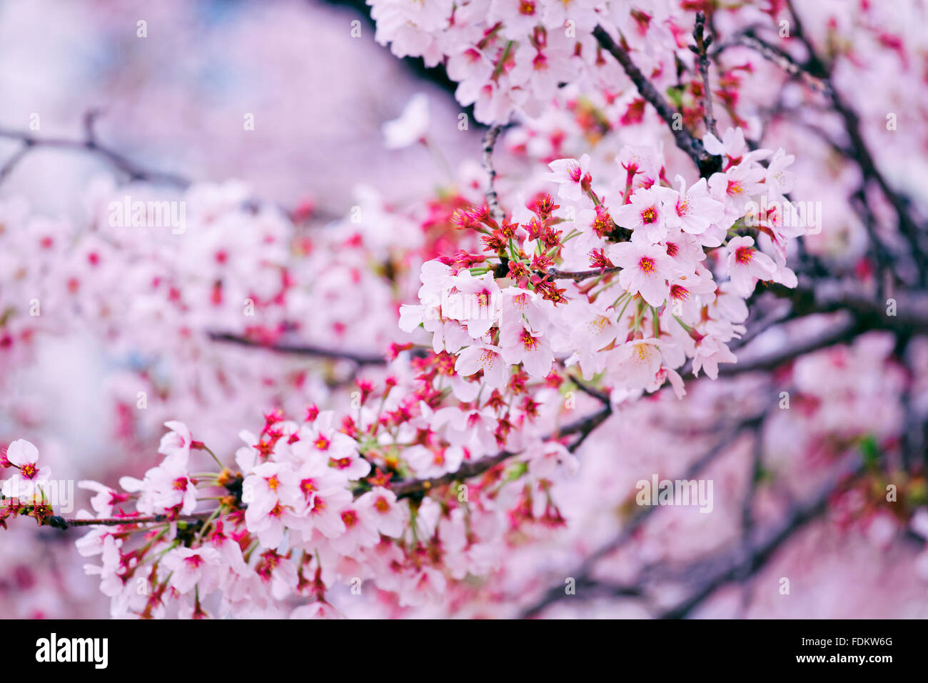 Beautiful cherry blossom sakura close up Stock Photo - Alamy