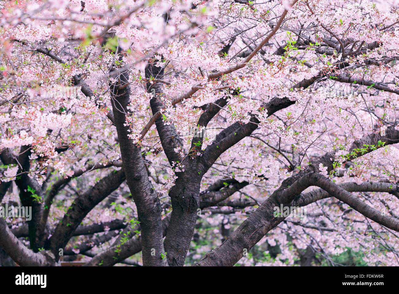 Beautiful cherry blossom sakura close up Stock Photo - Alamy