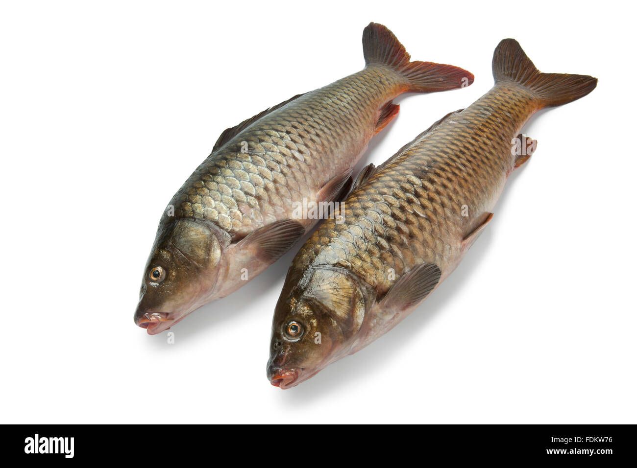 Two fresh whole carp fishes at white background Stock Photo