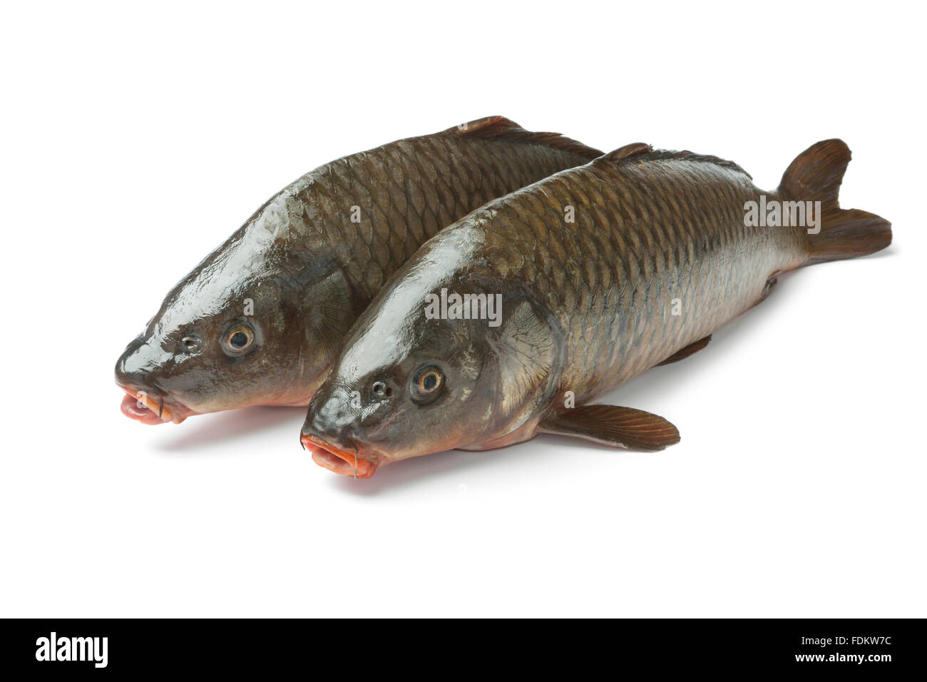 Two fresh whole carp fishes at white background Stock Photo