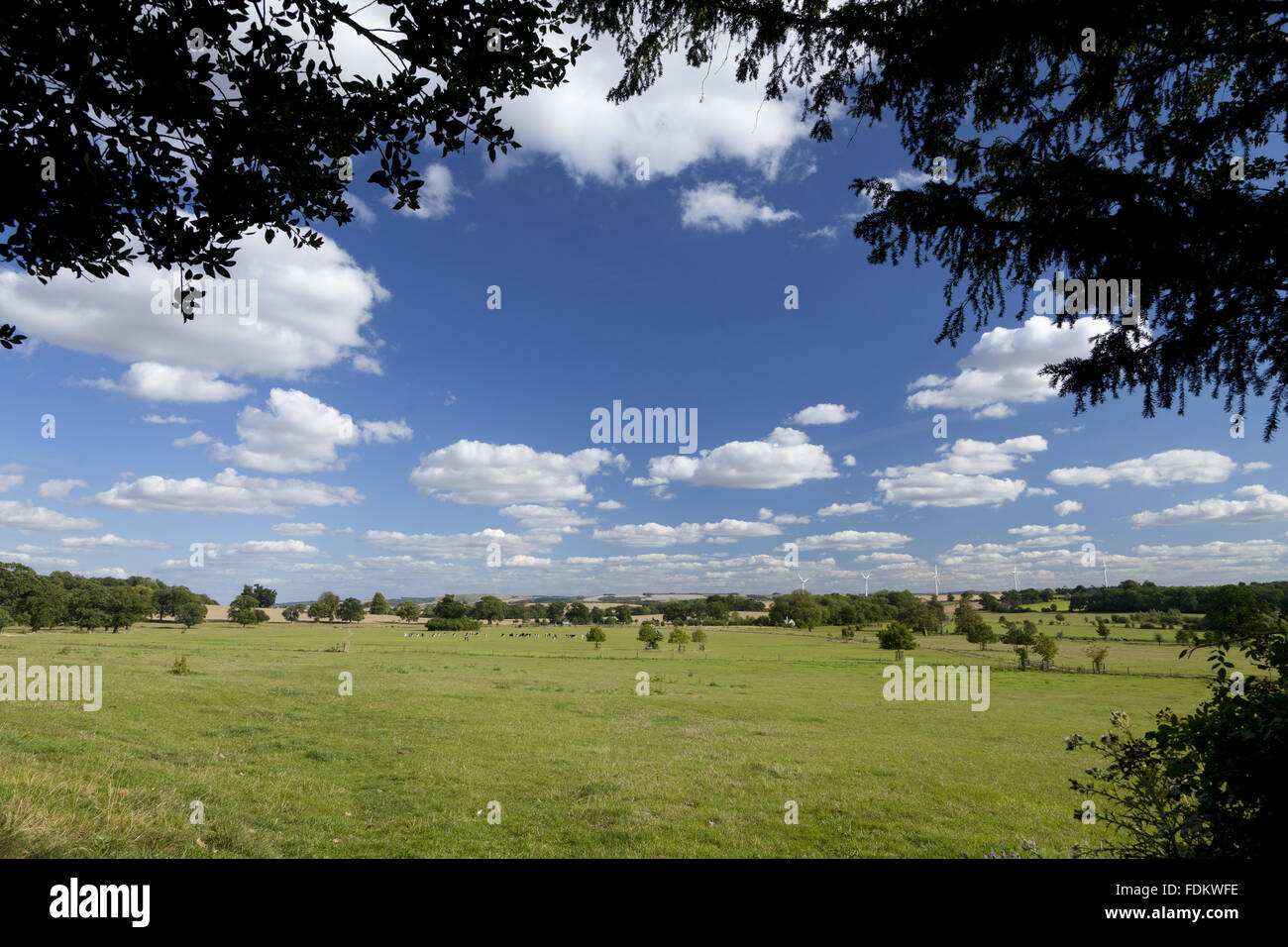 View south across Coleshill Park, Oxfordshire, on a summer's afternoon