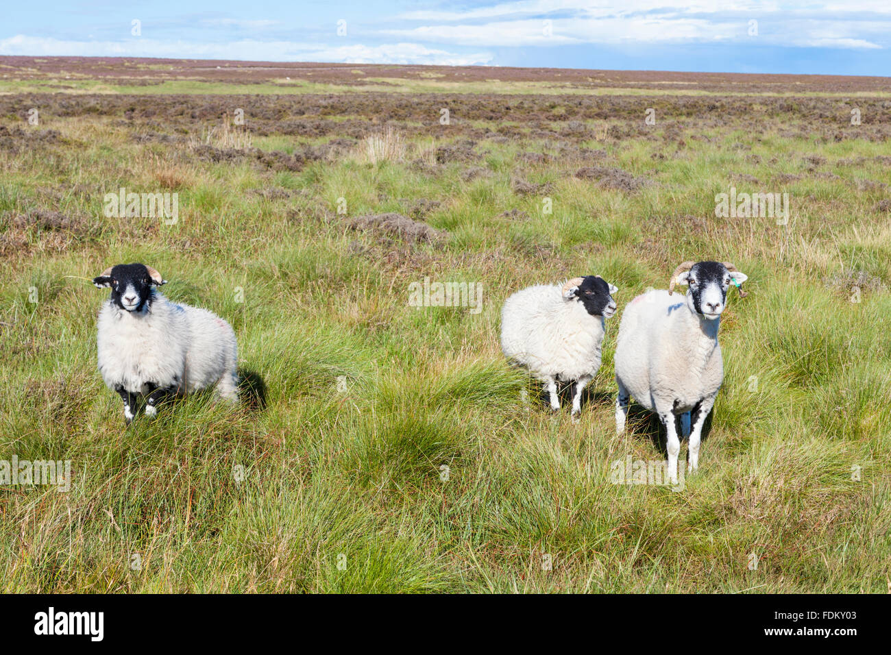 Sheep on moorland in South Yorkshire, Peak District National Park, England, UK Stock Photo