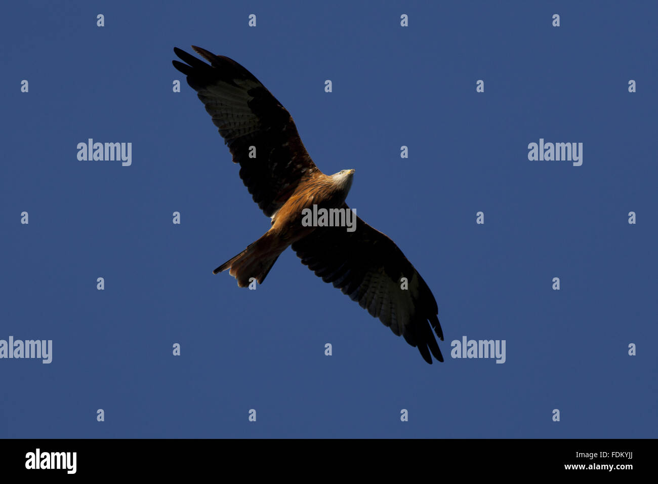 Red Kite (Milvus milvus) over Watlington Hill, Oxfordshire, in September. Stock Photo